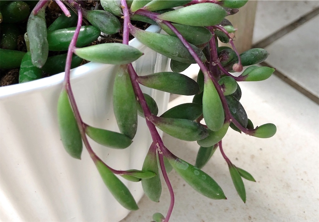 f:id:panda_blue:20200709130445j:image