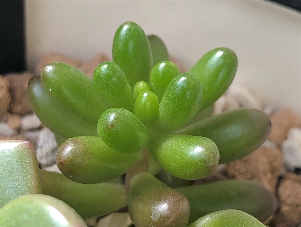 f:id:panda_blue:20200709130545j:image