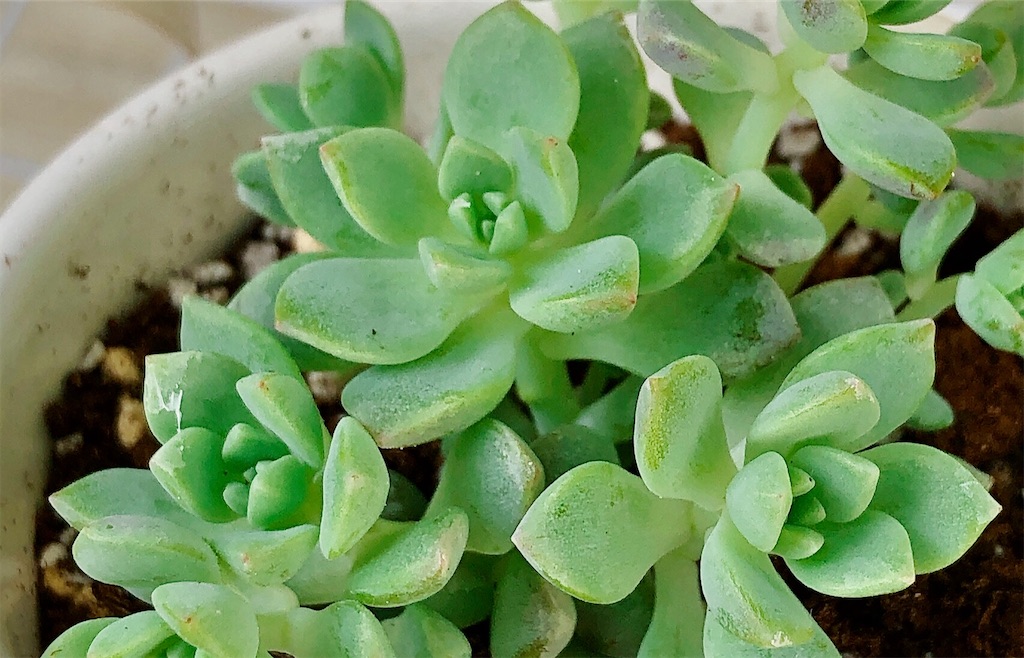 f:id:panda_blue:20200709130718j:image