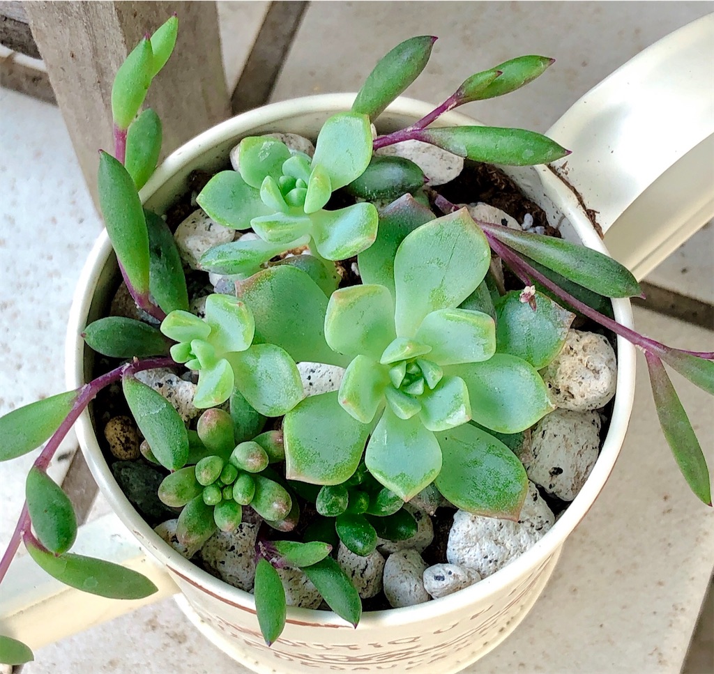 f:id:panda_blue:20200709210045j:image