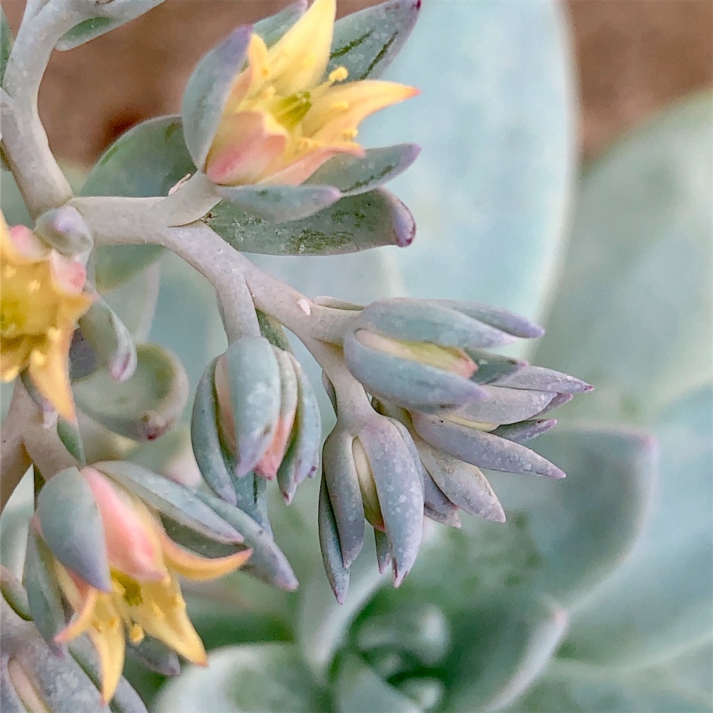 f:id:panda_blue:20200710172552j:image