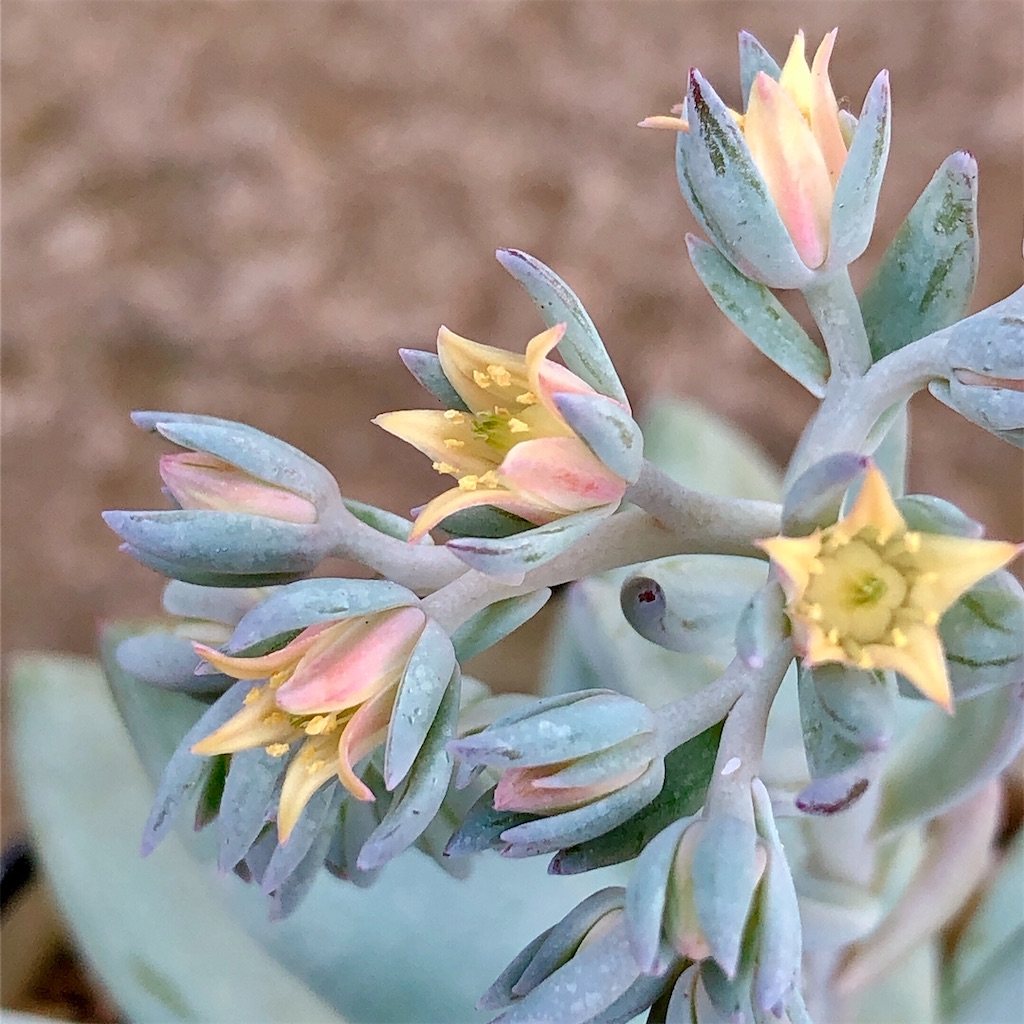 f:id:panda_blue:20200710172556j:image