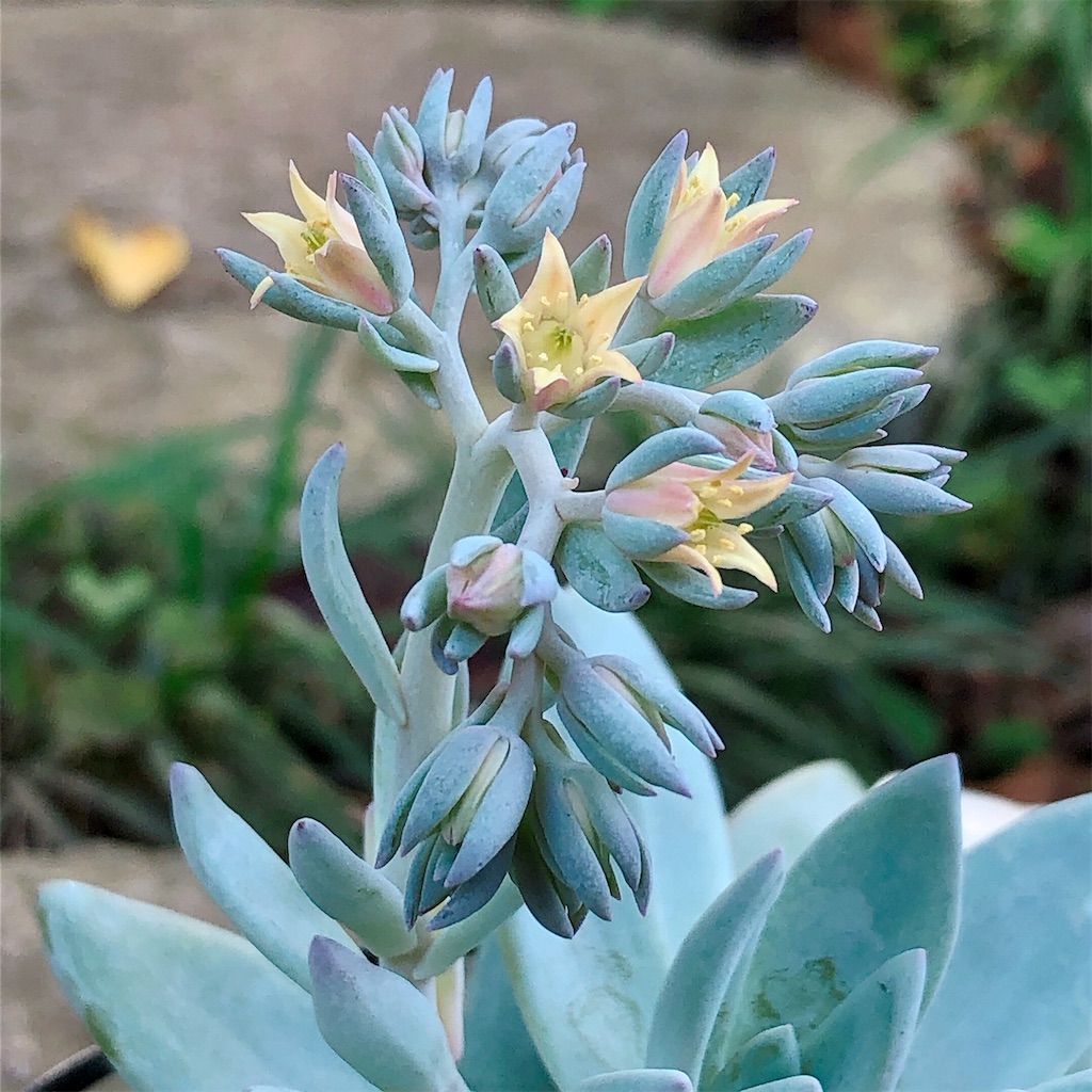 f:id:panda_blue:20200710172607j:image