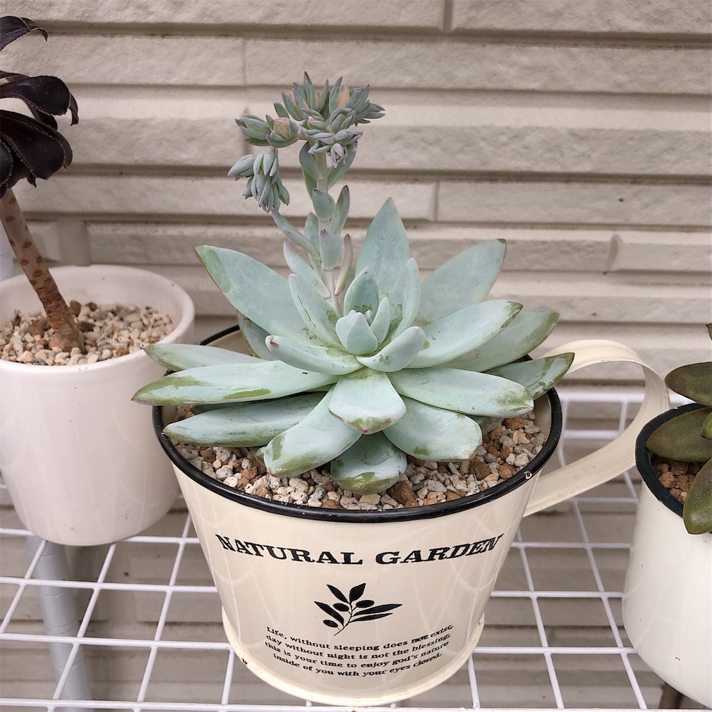 f:id:panda_blue:20200710173006j:image