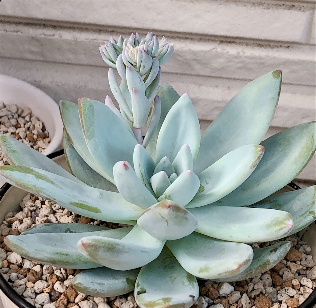 f:id:panda_blue:20200710173009j:image