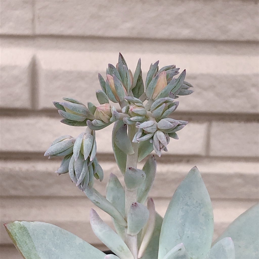 f:id:panda_blue:20200710173023j:image