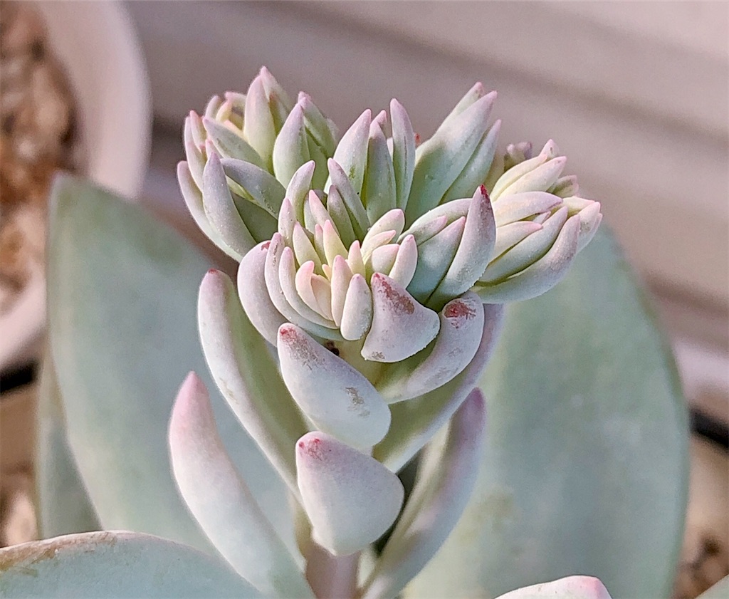 f:id:panda_blue:20200710173030j:image