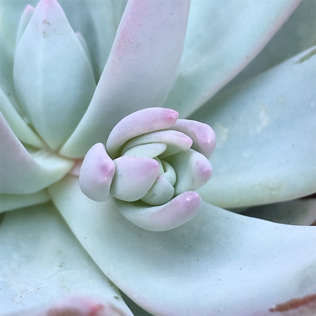 f:id:panda_blue:20200710173034j:image