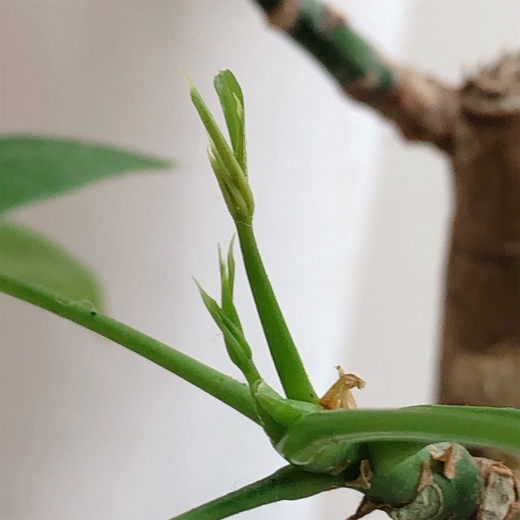 f:id:panda_blue:20200712150736j:image