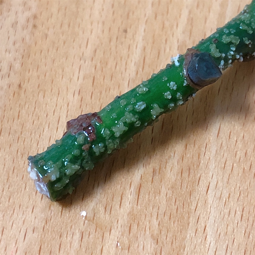 f:id:panda_blue:20200712201317j:image