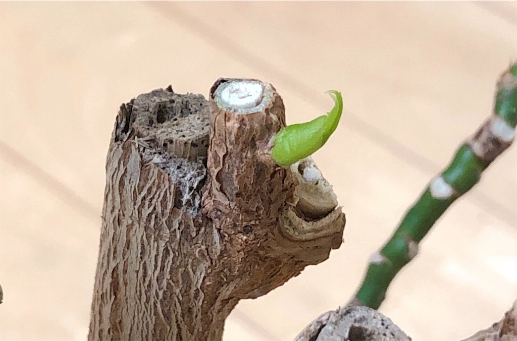 f:id:panda_blue:20200712221901j:image