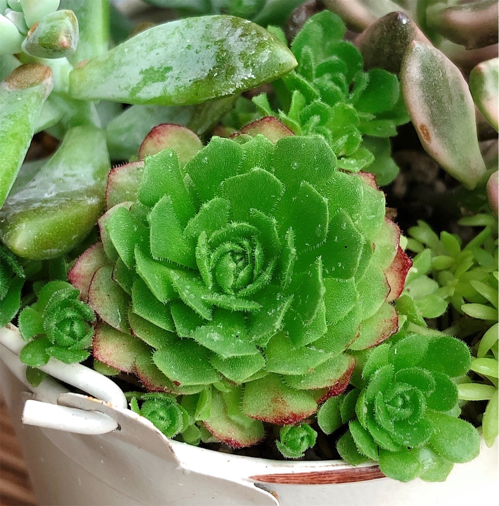 f:id:panda_blue:20200717035211j:image