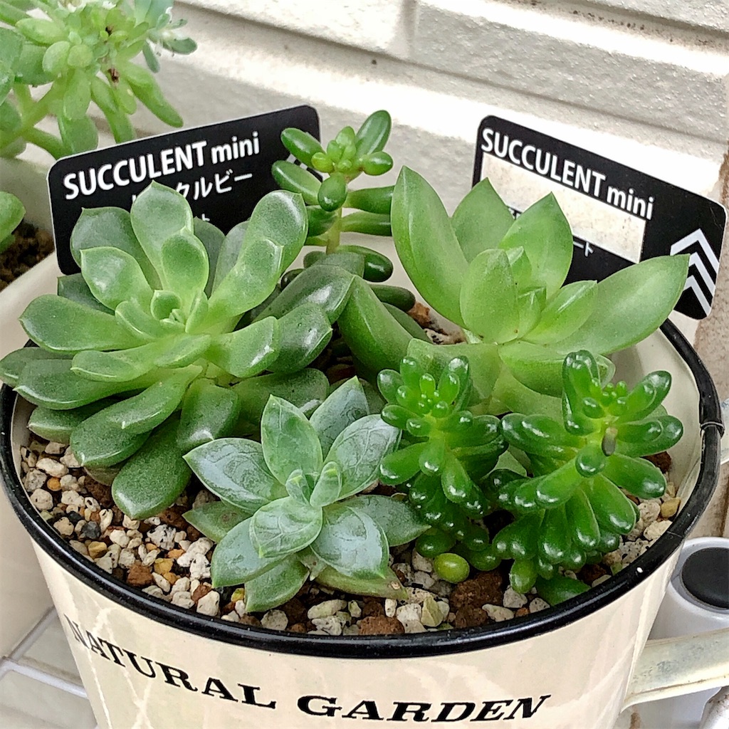 f:id:panda_blue:20200717212906j:image