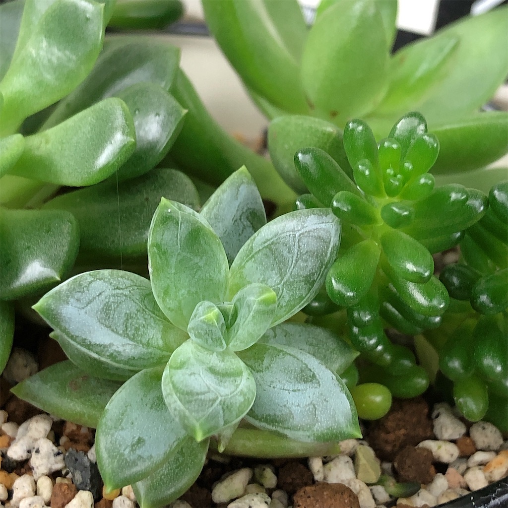 f:id:panda_blue:20200717213542j:image