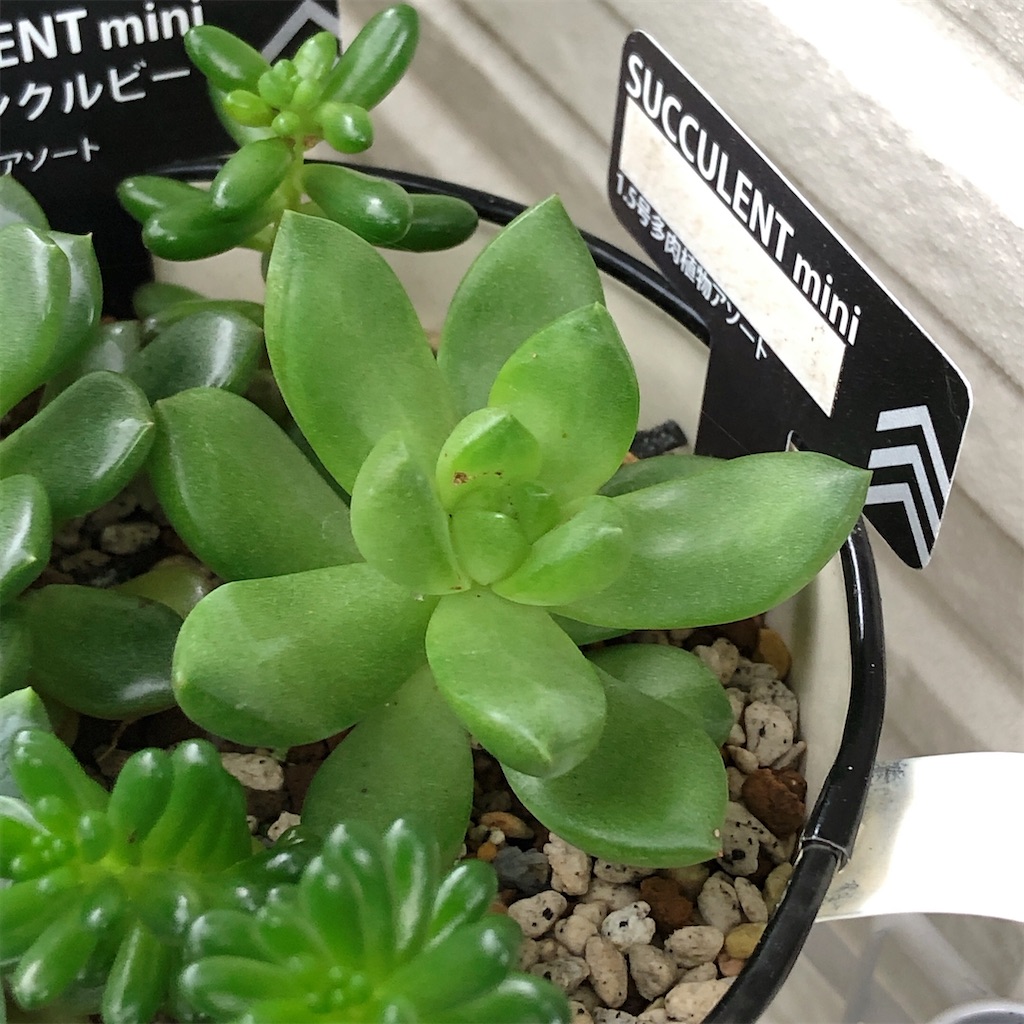 f:id:panda_blue:20200717213546j:image