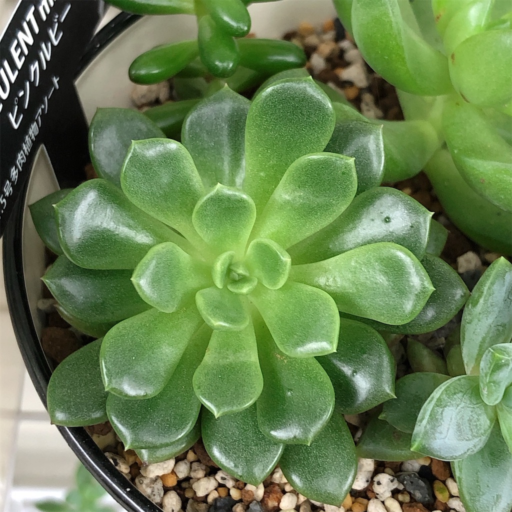 f:id:panda_blue:20200717213703j:image