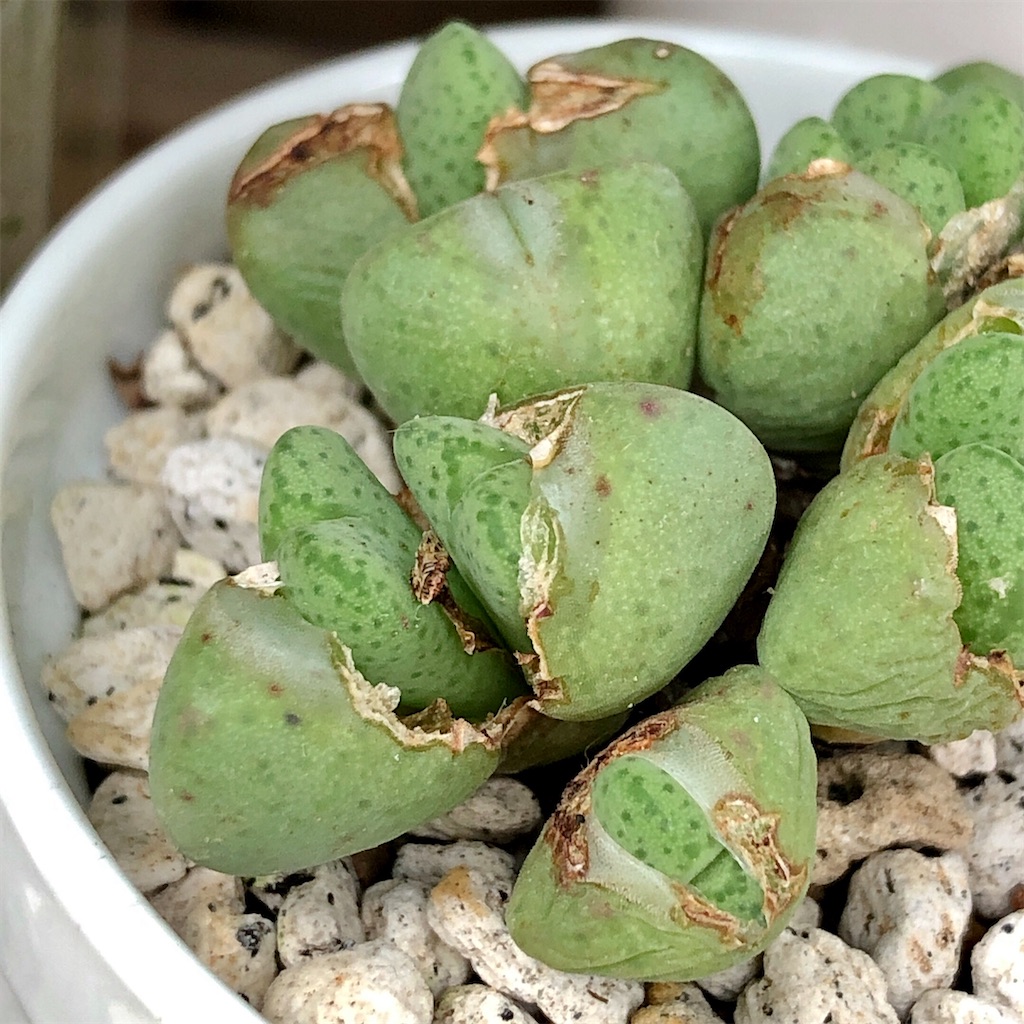 f:id:panda_blue:20200718022446j:image