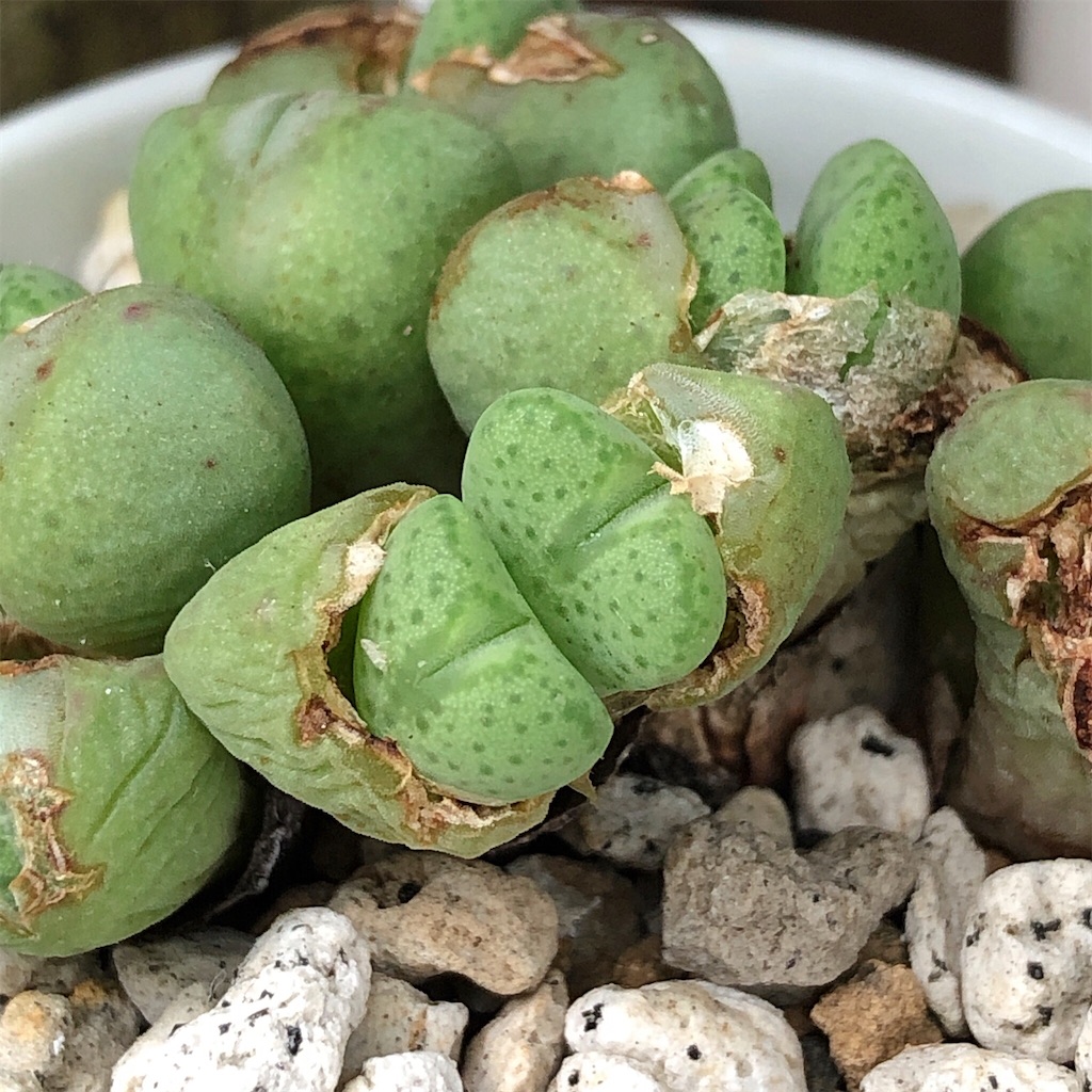 f:id:panda_blue:20200718022450j:image