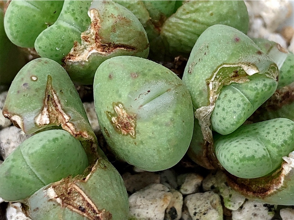 f:id:panda_blue:20200718022511j:image