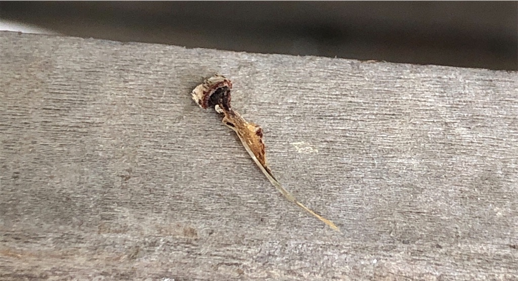 f:id:panda_blue:20200718022514j:image