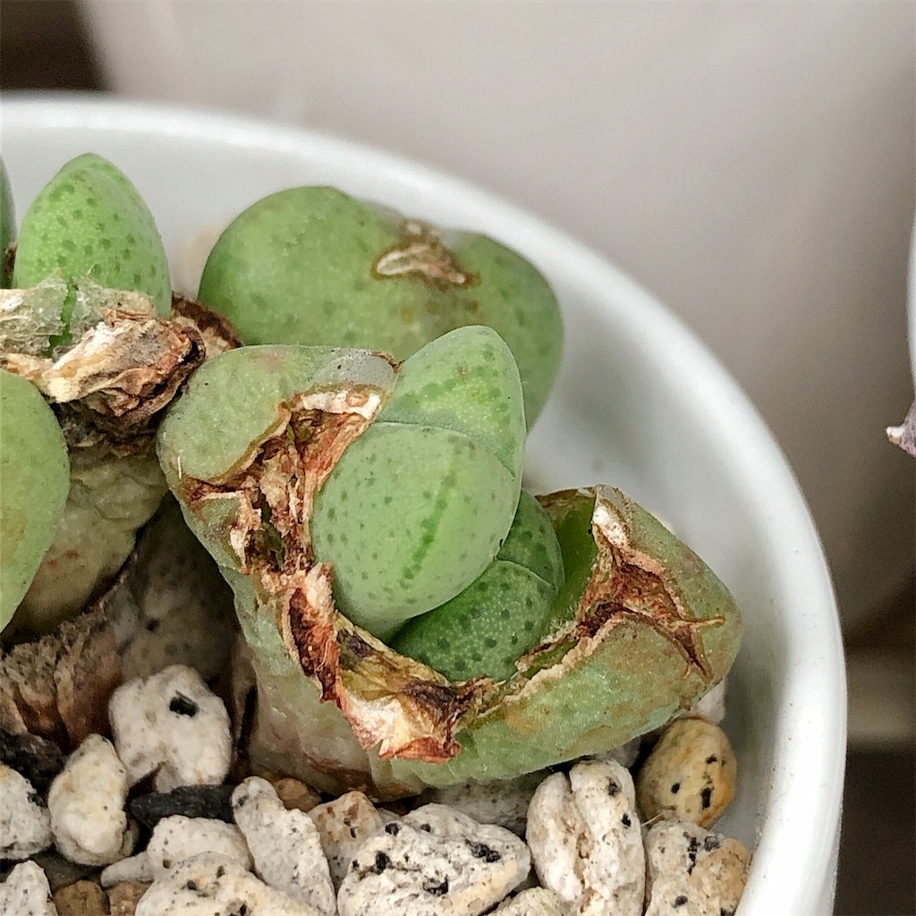 f:id:panda_blue:20200718022517j:image