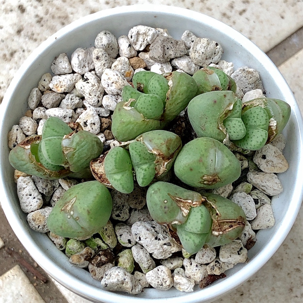 f:id:panda_blue:20200718022526j:image