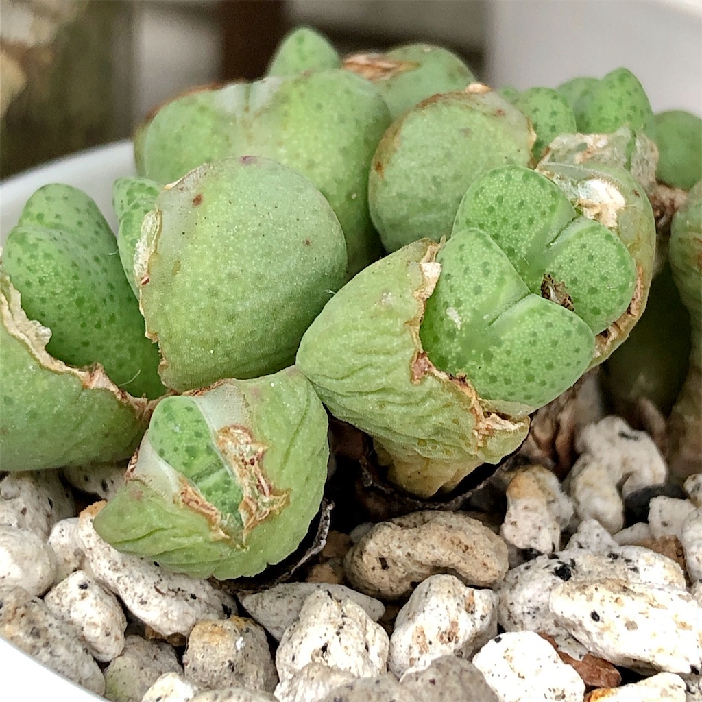 f:id:panda_blue:20200718022535j:image