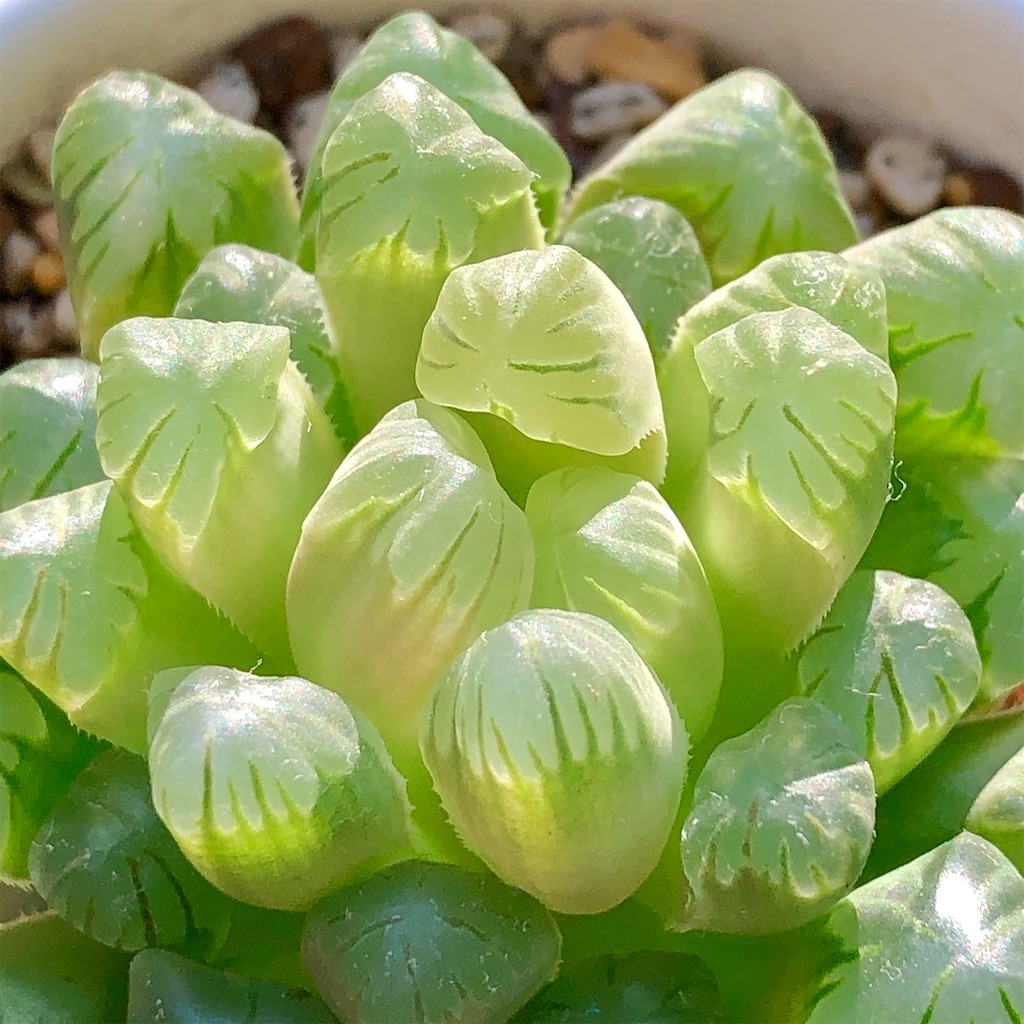 f:id:panda_blue:20200719171350j:image