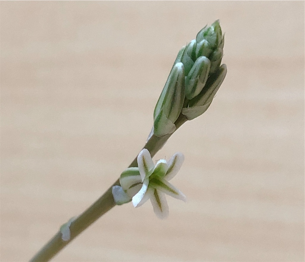 f:id:panda_blue:20200719220445j:image