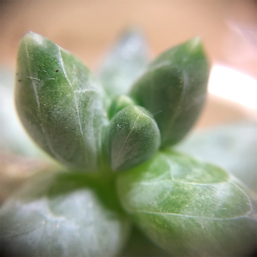 f:id:panda_blue:20200725235307j:image