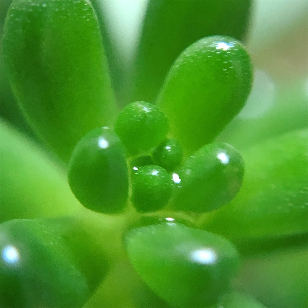 f:id:panda_blue:20200725235314j:image