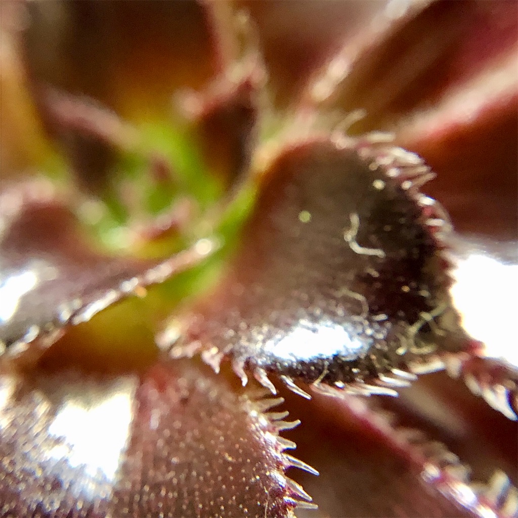 f:id:panda_blue:20200725235317j:image