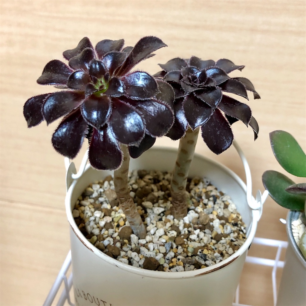 f:id:panda_blue:20200725235322j:image