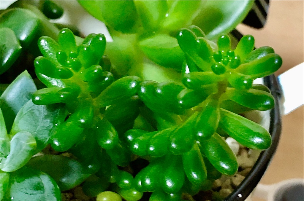 f:id:panda_blue:20200725235326j:image