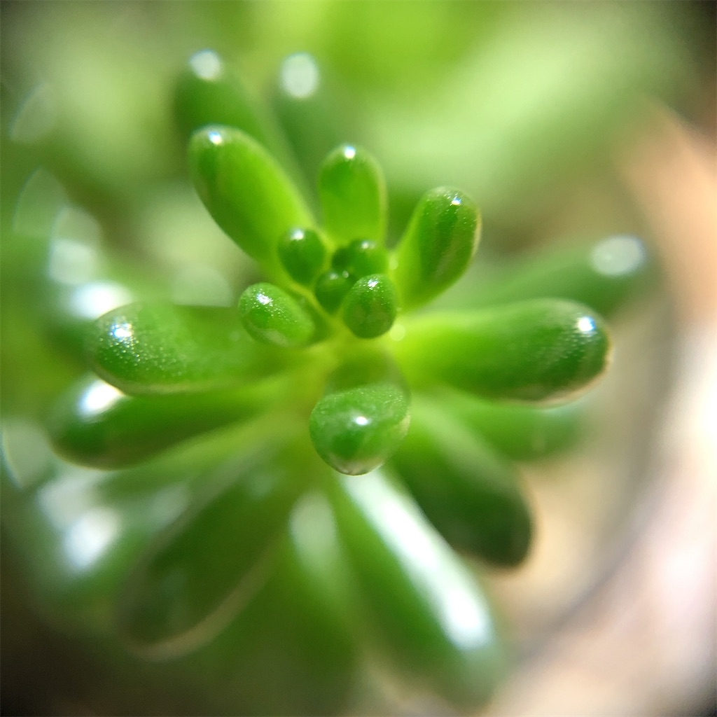 f:id:panda_blue:20200725235329j:image