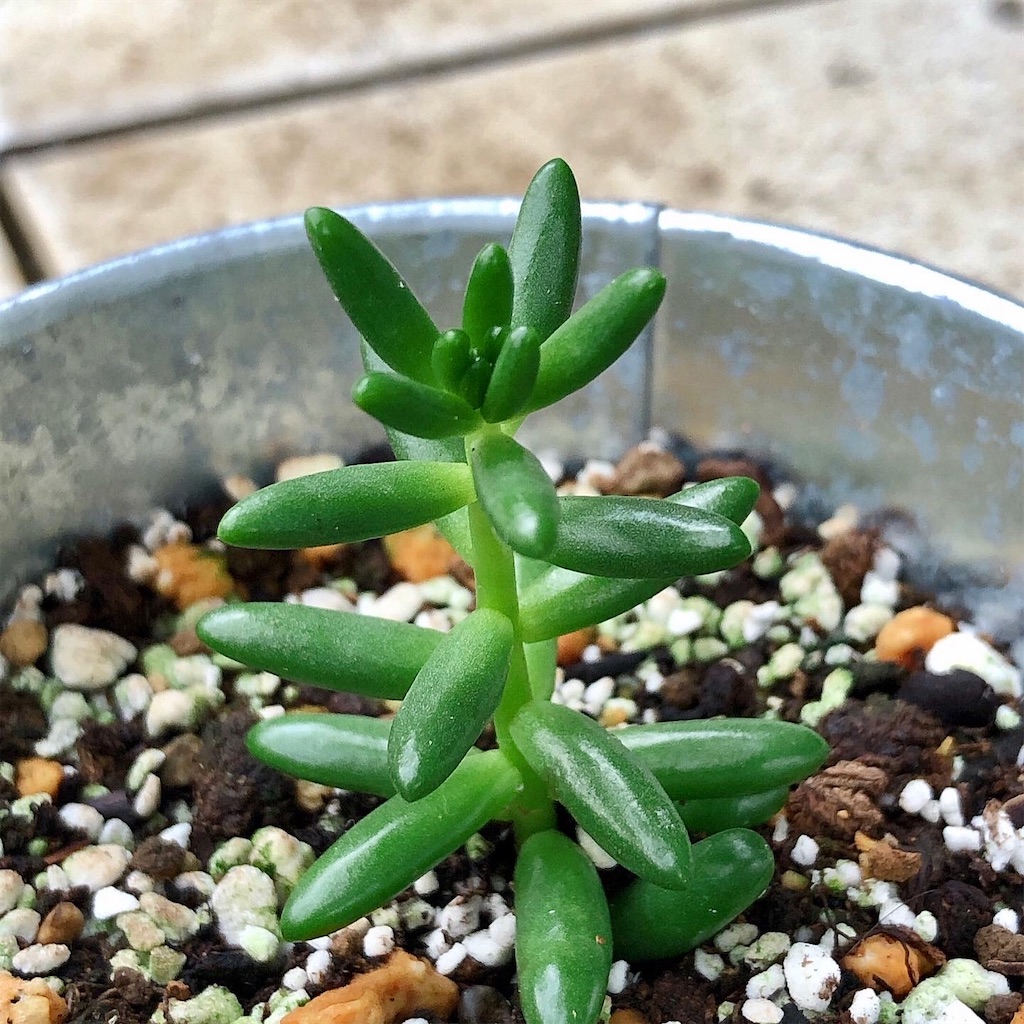 f:id:panda_blue:20200728003742j:image