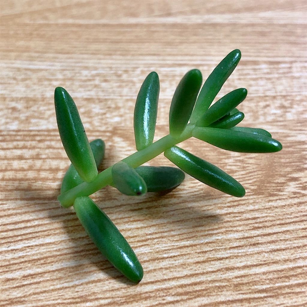 f:id:panda_blue:20200728012035j:image