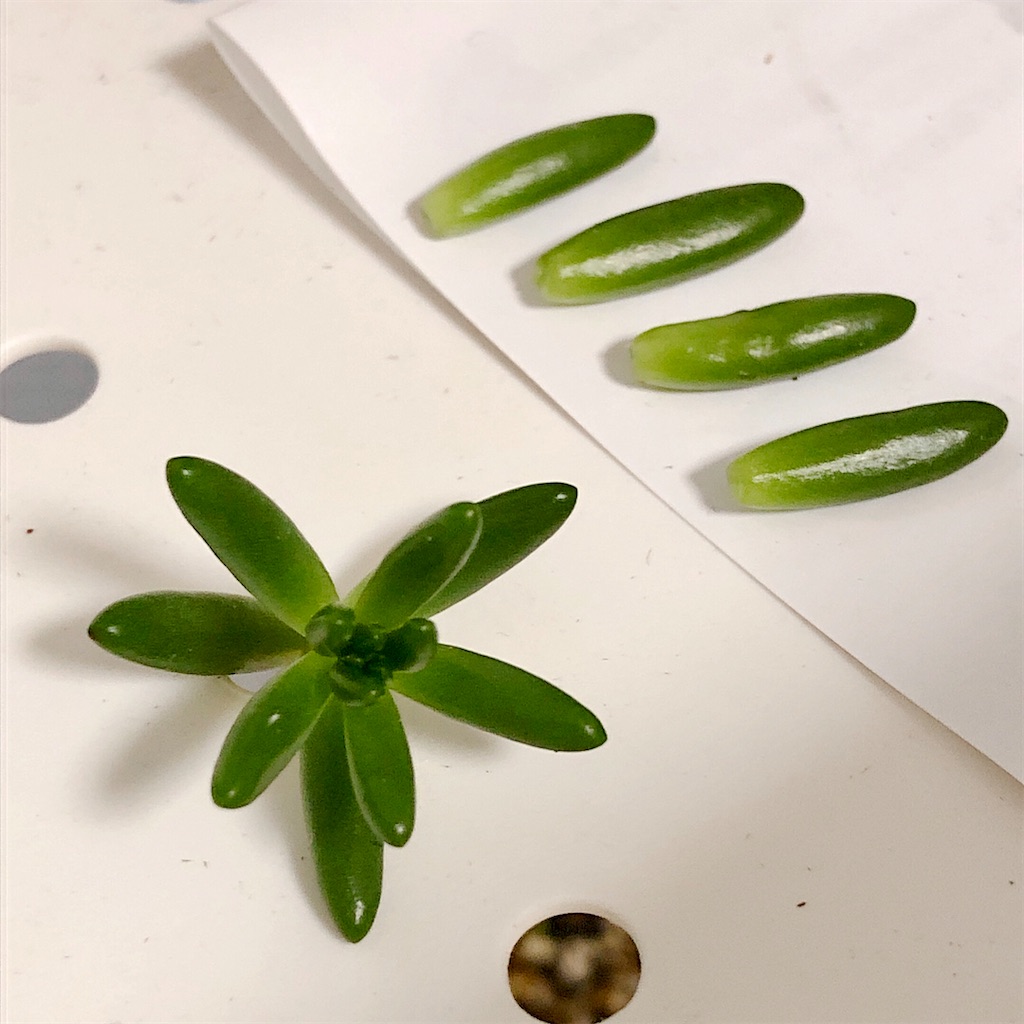 f:id:panda_blue:20200728012042j:image