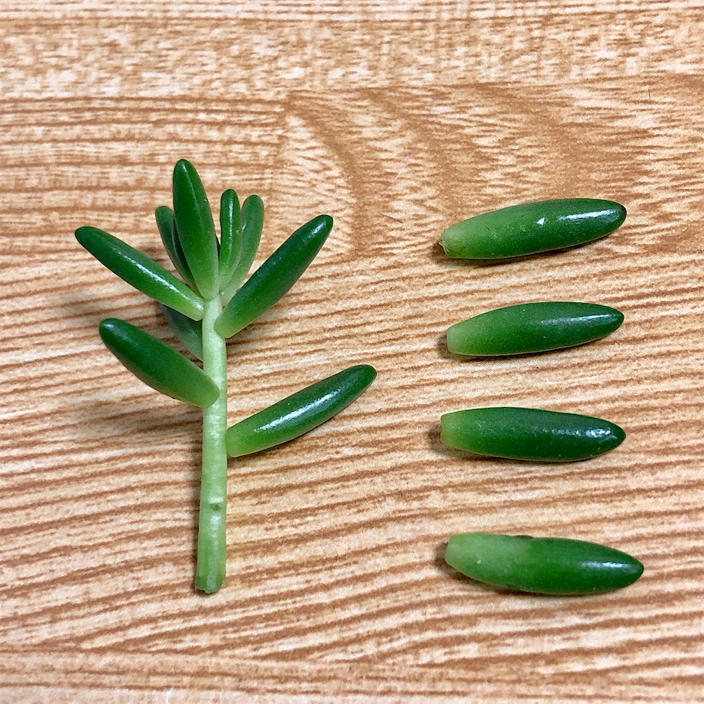 f:id:panda_blue:20200728012046j:image