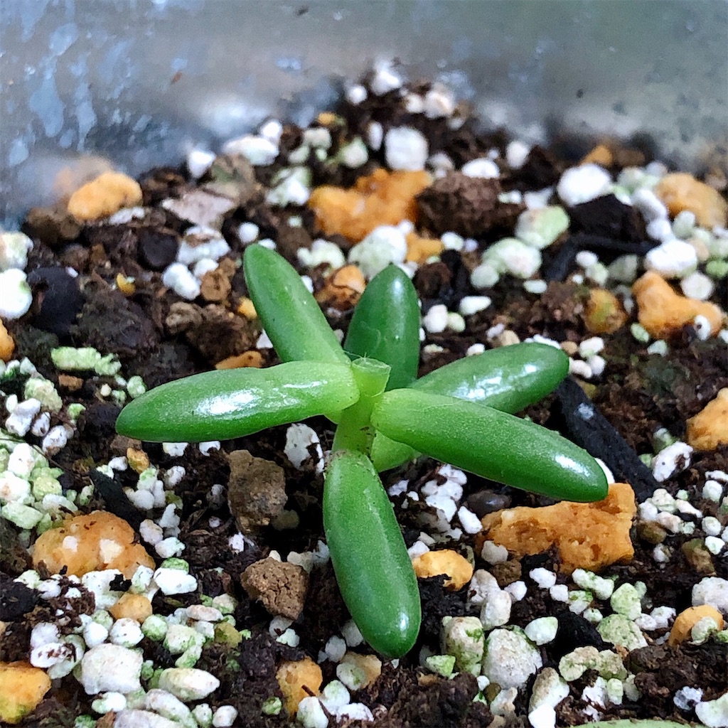 f:id:panda_blue:20200728012049j:image