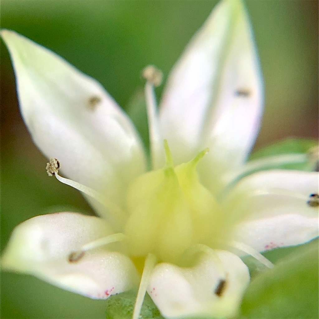 f:id:panda_blue:20200729020020j:image