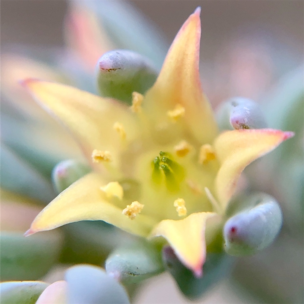 f:id:panda_blue:20200729020023j:image