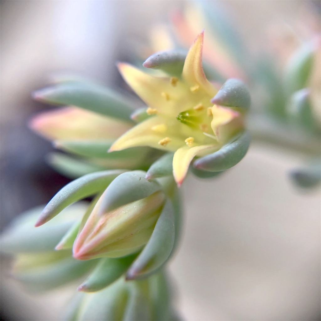 f:id:panda_blue:20200729020027j:image