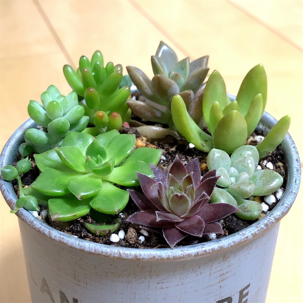 鳥かご風に多肉植物カット苗 寄せ植え❣️
