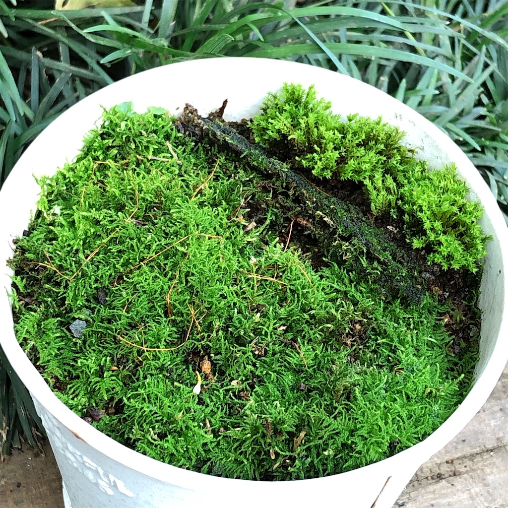 f:id:panda_blue:20200804170526j:image f:id:panda_blue:20200804170526j:image