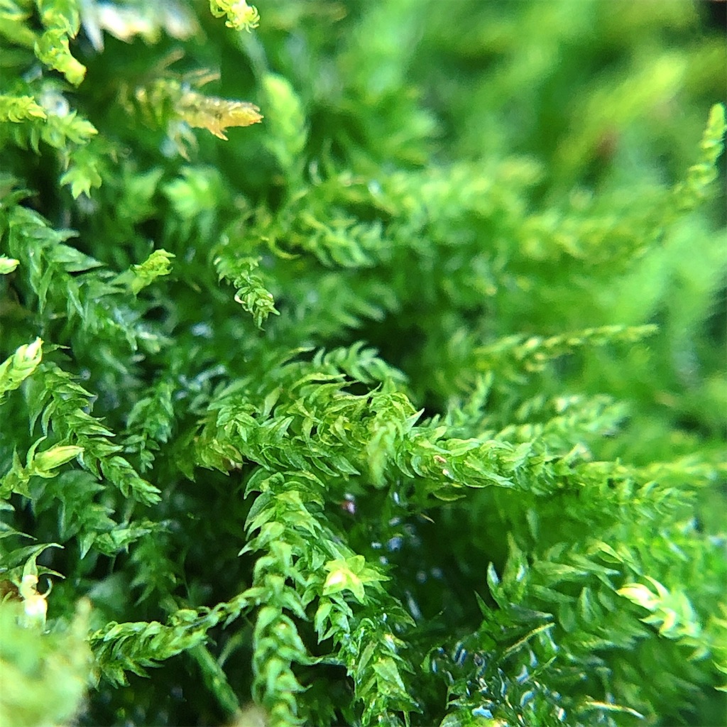 f:id:panda_blue:20200804173834j:image f:id:panda_blue:20200804173834j:image