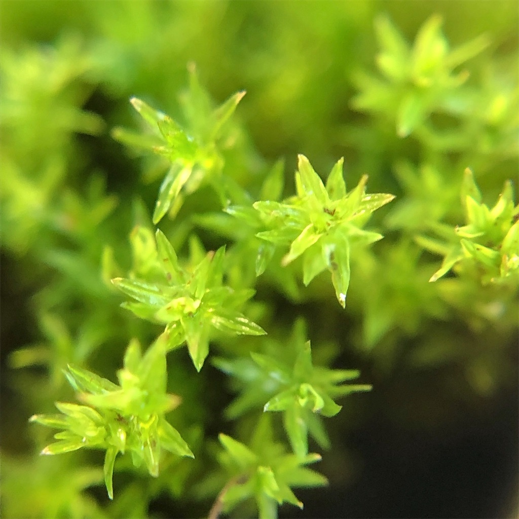 f:id:panda_blue:20200804173859j:image f:id:panda_blue:20200804173859j:image