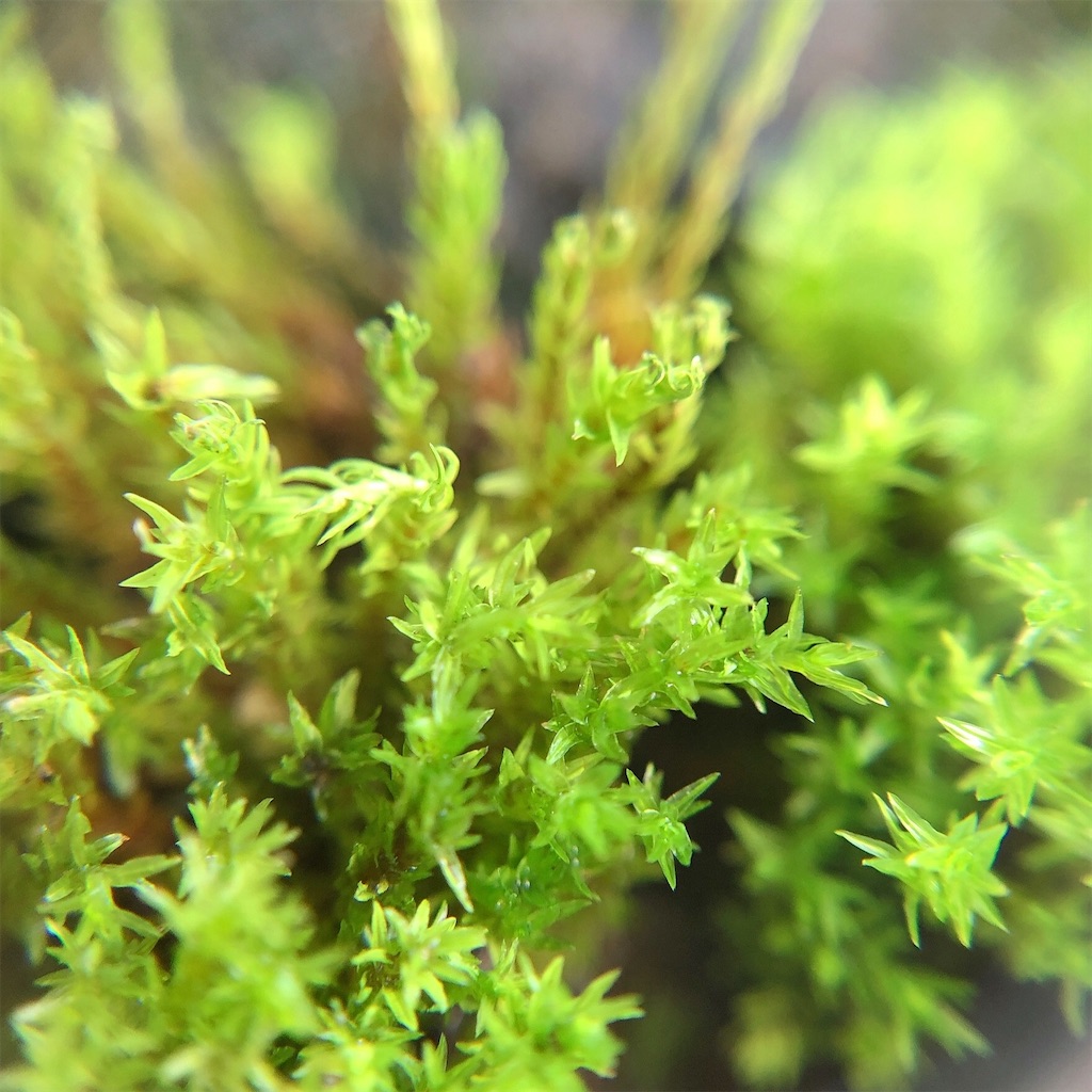 f:id:panda_blue:20200804174035j:image f:id:panda_blue:20200804174035j:image