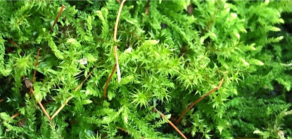 f:id:panda_blue:20200804181439j:image f:id:panda_blue:20200804181439j:image