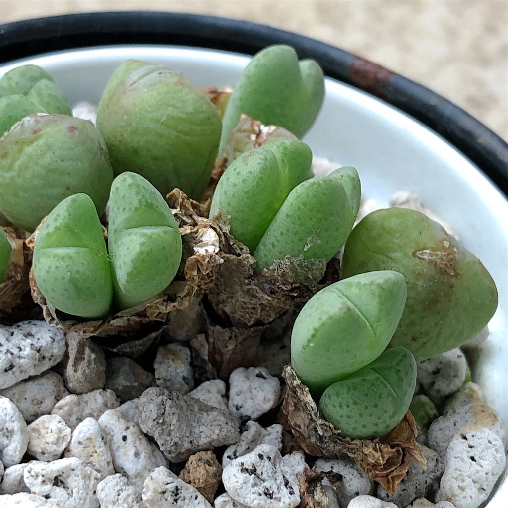 f:id:panda_blue:20200806013731j:image